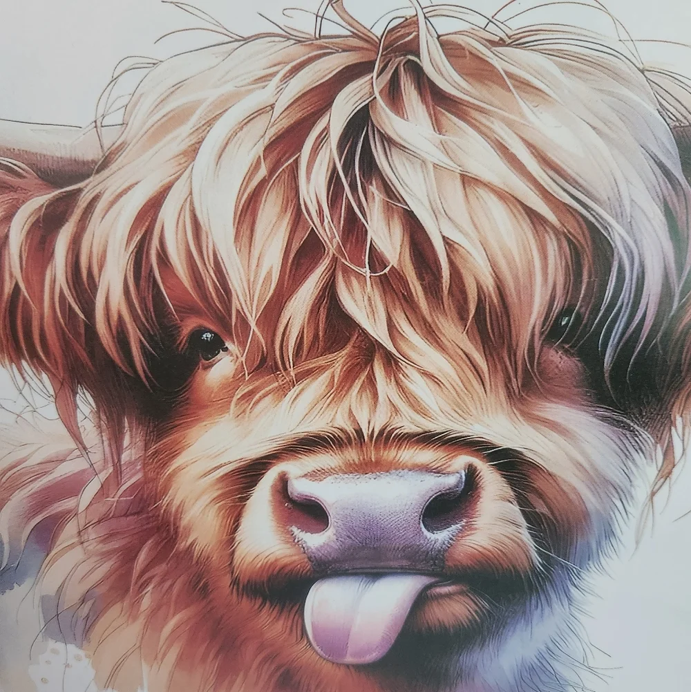 Highland Cow Calendar 2026 New 11